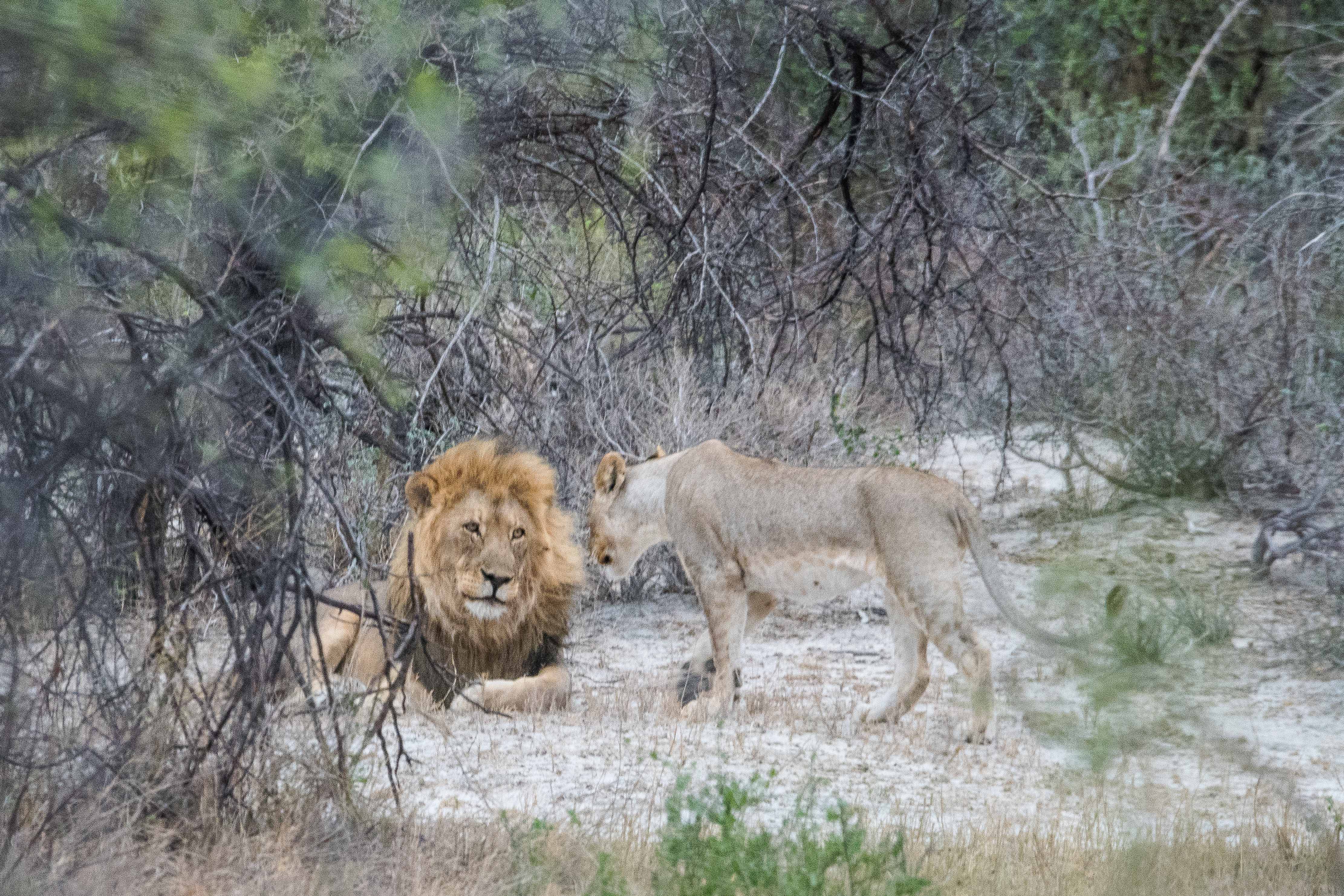 Lionne adulte (Lioness, Panthera leo) draguant un lion mâle de 4 ans, Onguma Nature Reserve, Etosha, Namibie.